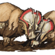 Dos Centrosaurus apertus trabados en combate. Wikimedia Commons